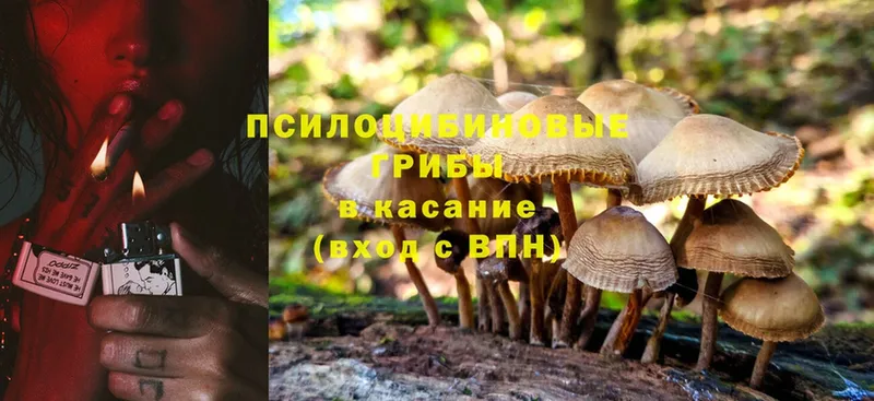 Псилоцибиновые грибы Cubensis  Высоцк 